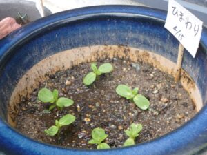 憩いの農園~お散歩~