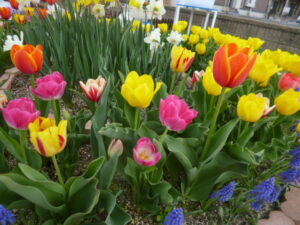 ~綺麗に咲きました🌷✨~