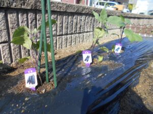 ~今日の創作活動&畑~