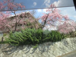 花見見学✿第4班出動✿