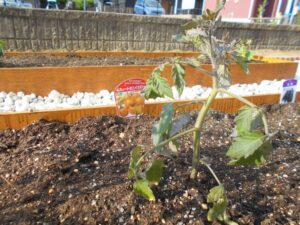 ~今年も・・🍅~