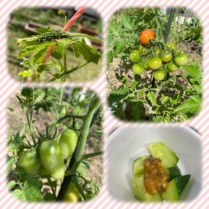 ~岡北農園速報~