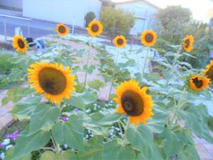 ~9月になりました♥~