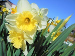 ~水仙の花が咲きはじめました🎵~