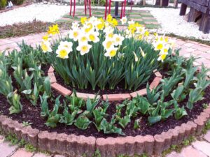 ~水仙が咲きはじめました💛~