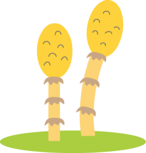 ~つくし収穫2❀~