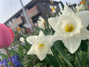 ~庭に咲き始めました🌷~