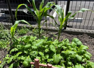 岡山北菜園🍅🥒🌽