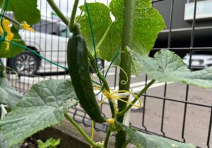 岡山北菜園続報🥒🍆🍅