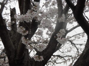 🌸さくらと花🌼