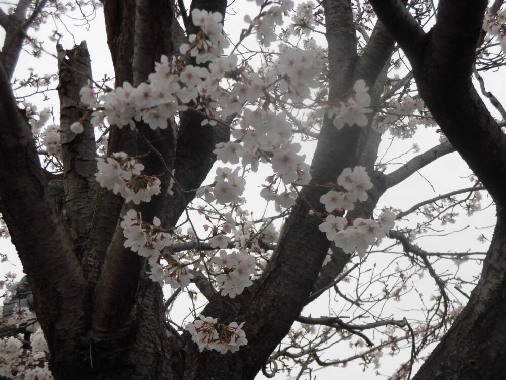 🌸さくらと花🌼