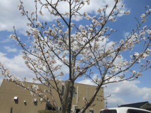 🌸お花見とバーべキュー🌸