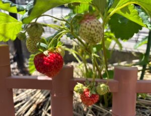 待望のいちご～～～🍓