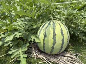 岡山北菜園🍉🥒🍆🥔
