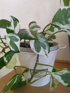 ✾施設の観葉植物✾