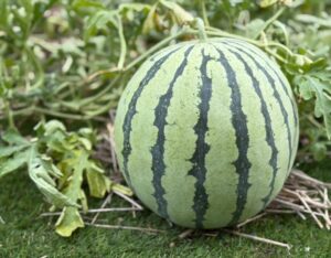 岡山北自家製スイカ😆🍉♥️