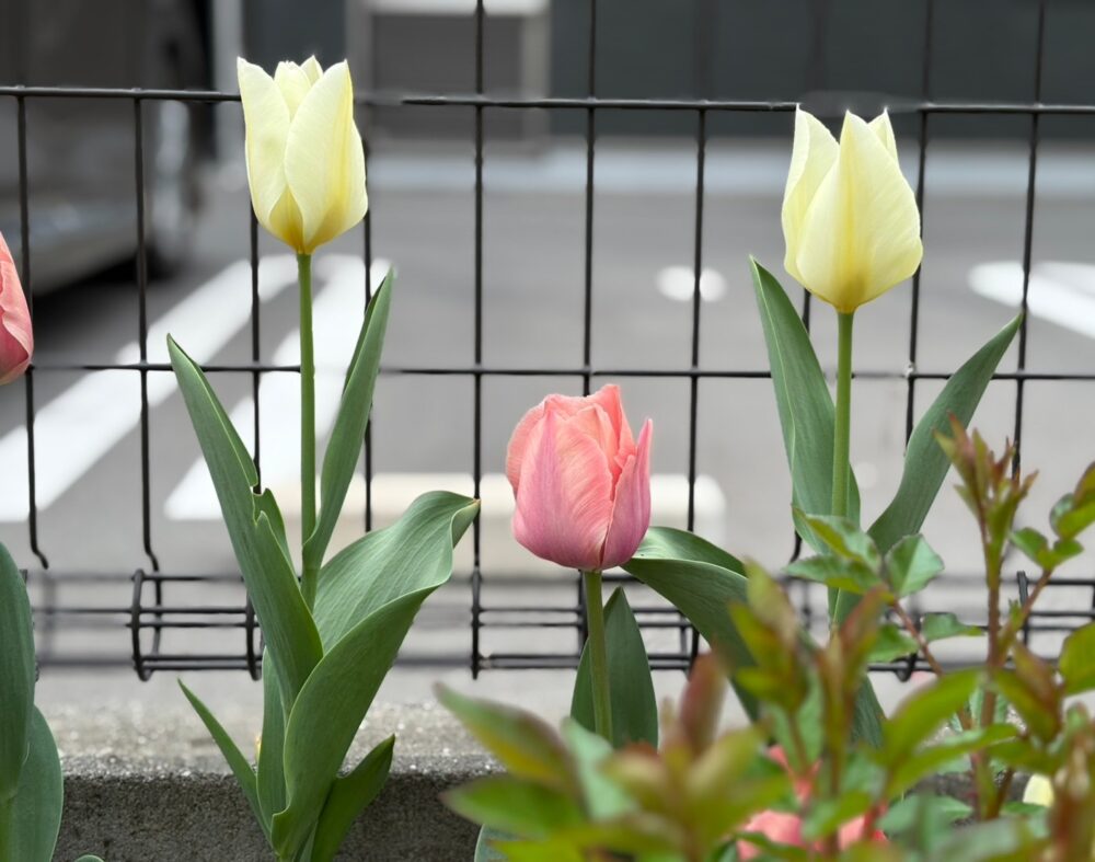 春のお花🌷🌼🏵️