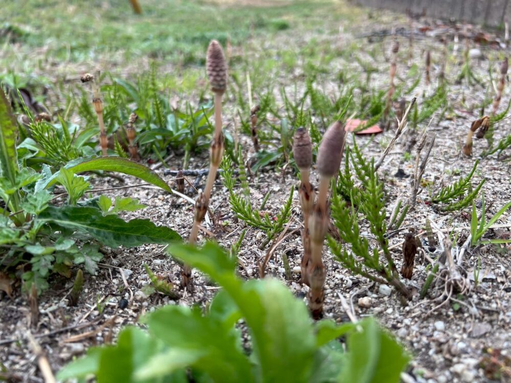 土筆(つくし)🌞