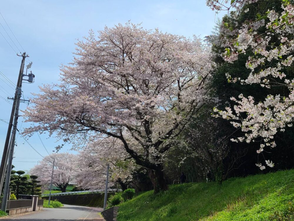 お花見散歩~(*^-^*)