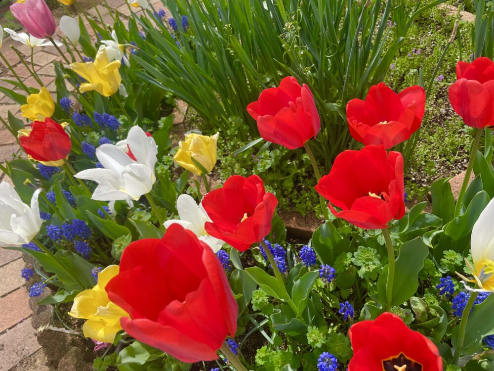 ~🌷チューリップが咲きました🌷✨~