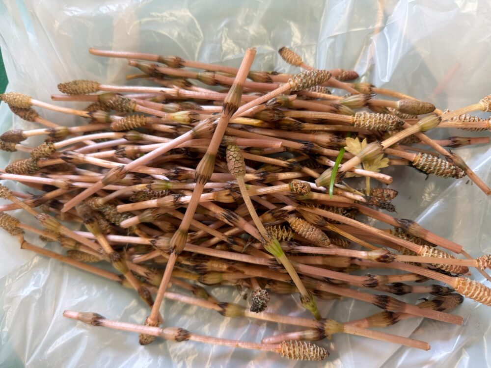 土筆(つくし)part2🌞