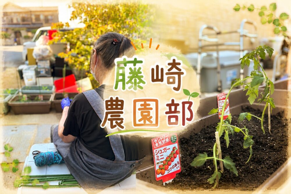 🥒藤崎農園部🍅　第一章　苗植え