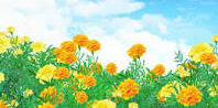 咲いたpart3🌼