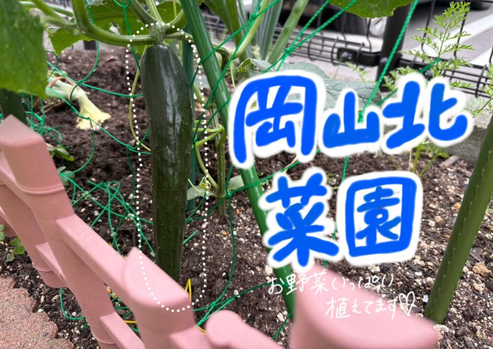 岡山北菜園😋🥒🍉🥔🧅